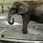 さよなら、ナナちゃん　African Elephant “Nana” was in Kushiro zoo