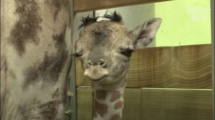 What This Winking Baby Giraffe Did As Soon As He Was Born Is.. | Kritter Klub