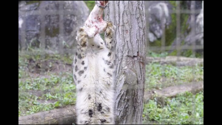 ユキヒョウ大好き03