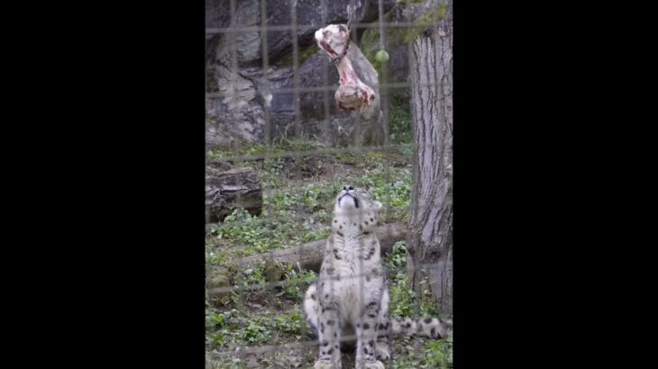 ユキヒョウ大好き06