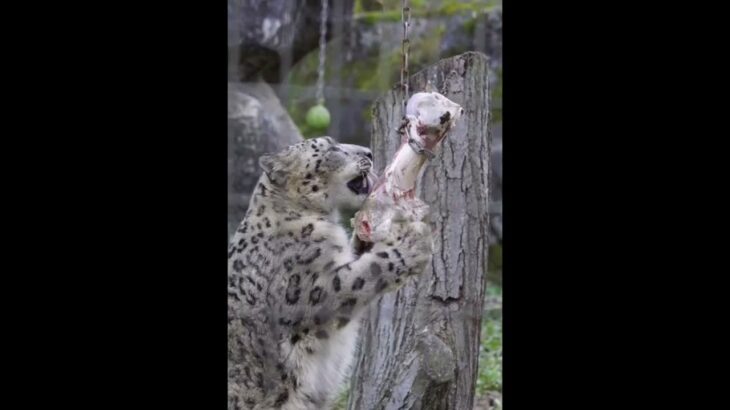 ユキヒョウ大好き07