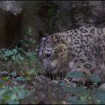 ユキヒョウ大好き09