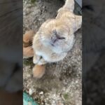 【混浴女子】うさぎ島