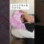 今日もしつこく舐めてきます #shorts #犬 #日常 #トイプードル #dog #動物 #かわいい #リズ #りず