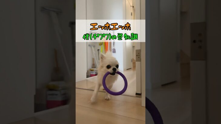 うみの苦手なものを伝えなきゃ！#チワワ #あるある #犬のいる生活