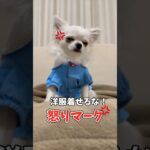 怒っても全然恐くないチワワ#あるある #犬のいる生活