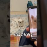 チワワを飼って不思議に思った事part1#あるある #犬のいる生活