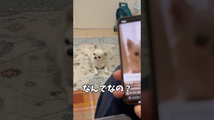 チワワを飼って不思議に思った事part1#あるある #犬のいる生活