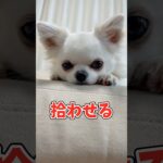 愛を込めてチワハラ被害を告発します#あるある #チワワ #犬のいる生活