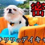 【密着#12】非番チワワの夏休みを追え！