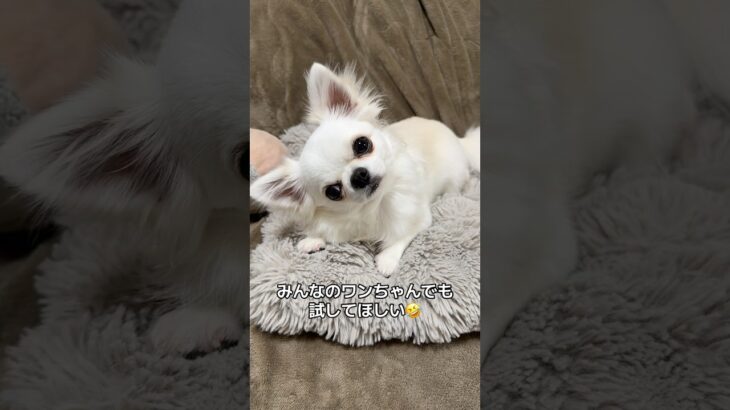うみとシンクロしたワンちゃんいますか？🤣#チワワ #犬のいる生活 #首を傾げる音源