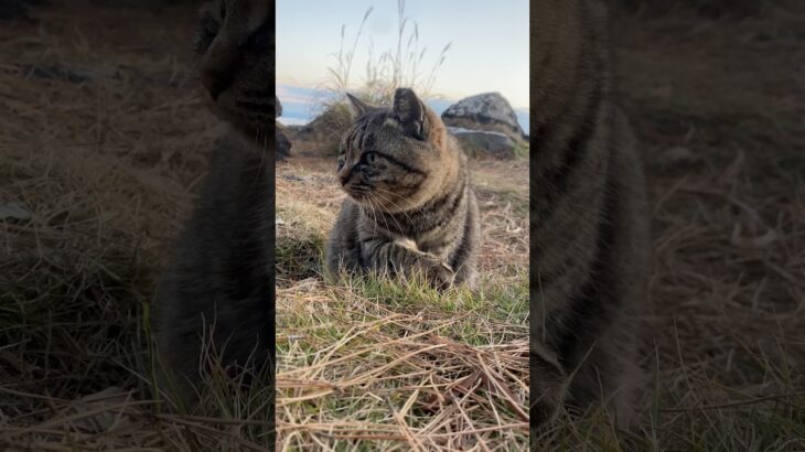 ふわふわ丸顔毛繕い