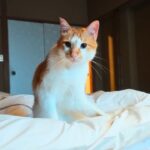 Sleeping with Cats? Overnight at Japan’s Unique Cat Onsen Ryokan 🐈♨️ Shichirigawa Onsen