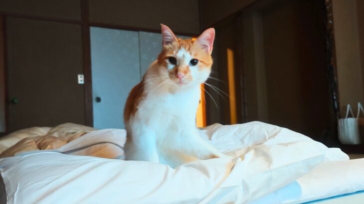 Sleeping with Cats? Overnight at Japan’s Unique Cat Onsen Ryokan 🐈♨️ Shichirigawa Onsen